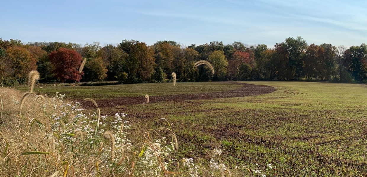 Cold Brook Farm: Einkorn Wheat and Rye Crops, September 2020